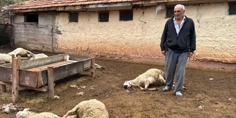 Ağıla giren kurtlar, kuzulara dokunmadı