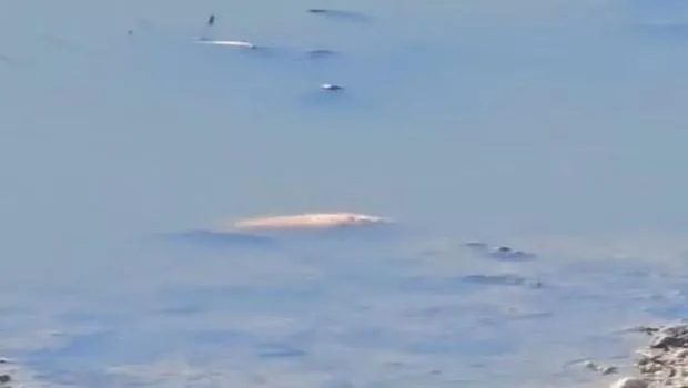Asi Nehri'nde toplu balık ölümleri