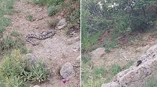 Bir ilçede engerek yılanı paniği: Korkuya neden oldu