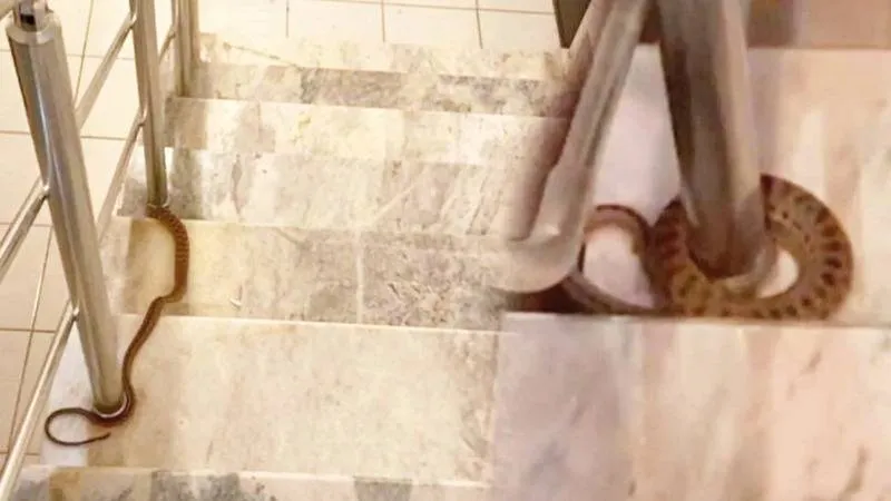 CHP'den "KYK raporu"; yemeklerden tırtıl, saç, kurt, böcek, porselen parçası, iğne ve küf çıktı!