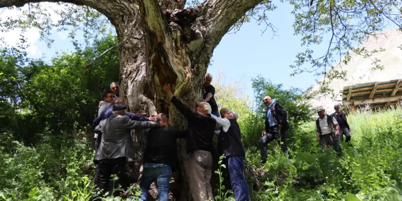 Kesenlere ibret olsun! 350 yıllık 'İmam Ağacı' hikayesi