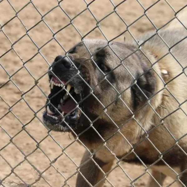 Bursa Barınak İddiası: Köpekler Öldürüldü Mü? Şok Açıklama!