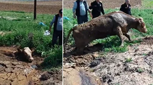 Çamura Batan İnek Kurtarıldı! İtfaiye Seferber Oldu