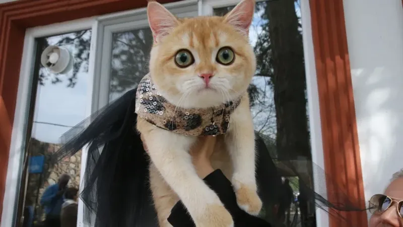 Tokat'ta Kedi Güzellik Yarışması: Badem ve Kurabiye'nin Sırrı Ne?