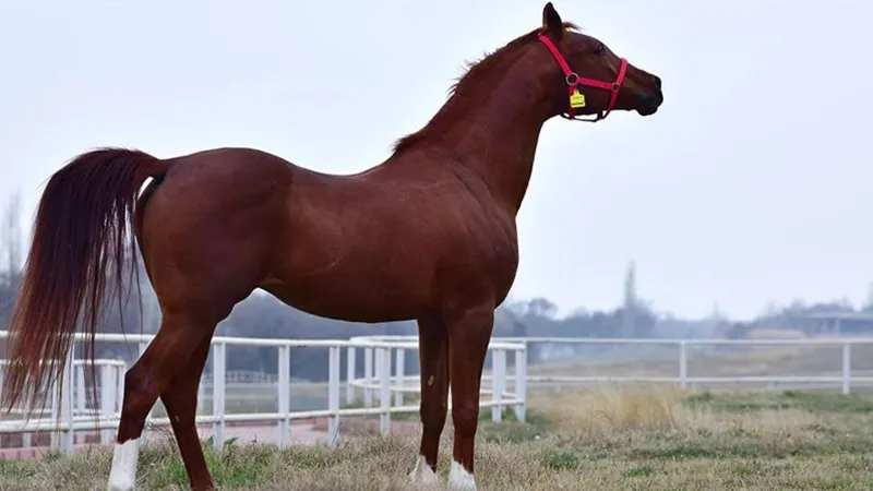TİGEM 15 safkan Arap koşu tayı satacak