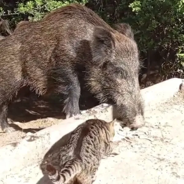 Yaban domuzu ve kedi birlikte yemek yedi 